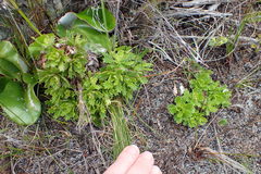 Osmitopsis dentata