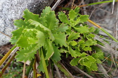 Osmitopsis dentata