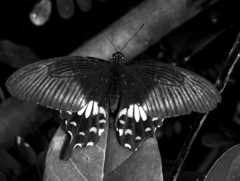 Papilio polytes
