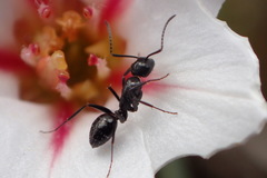 Camponotus werthi