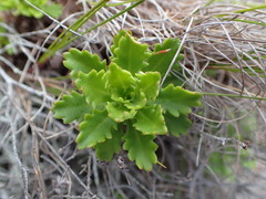 Osmitopsis dentata