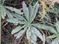 Erysiphe pisi