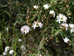Calytrix alpestris