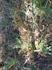 Carex spicatopaniculata
