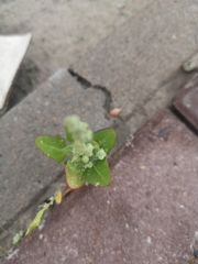 Chenopodium album