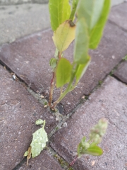Chenopodium album