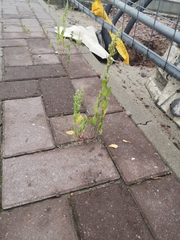Chenopodium album