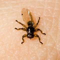 Lipoptena depressa