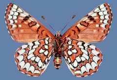Euphydryas anicia wecoeut
