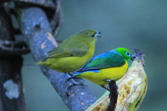 Chlorophonia cyanea