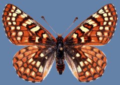 Euphydryas anicia wecoeut