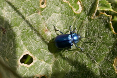 Oreina cacaliae