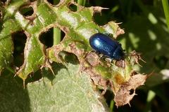 Oreina cacaliae