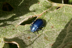 Oreina cacaliae