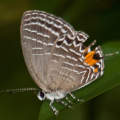 Jamides philatus subditus