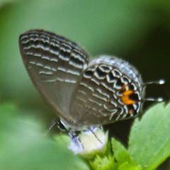 Jamides philatus subditus