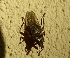 Pseudolynchia canariensis