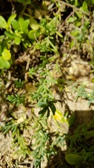 Suaeda australis