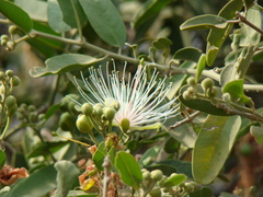 Maerua cafra