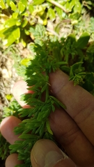Suaeda australis