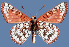 Euphydryas anicia wecoeut