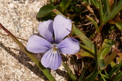 Viola argenteria