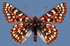 Euphydryas anicia wecoeut