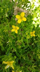 Roepera billardierei