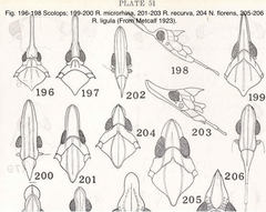 Rhynchomitra recurva