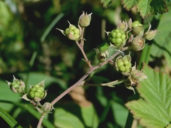 Rubus caesius