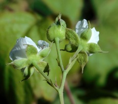 Rubus caesius