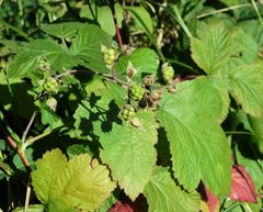 Rubus caesius