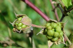 Rubus caesius