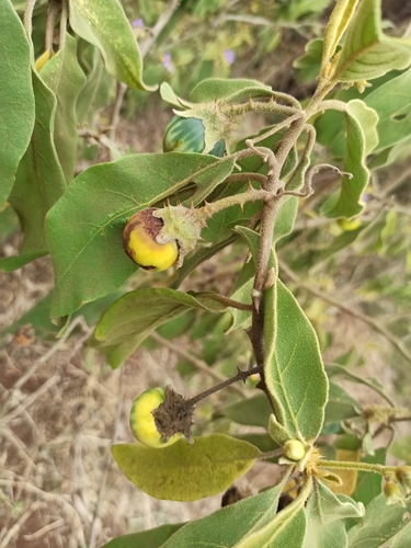 Solanum incanum image