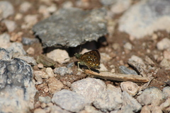 Piruna penaea