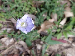 Wahlenbergia ceracea