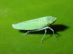 Draeculacephala inscripta