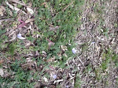 Wahlenbergia ceracea