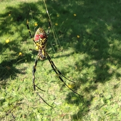 Trichonephila clavata