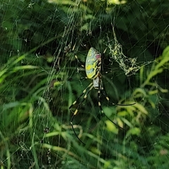 Trichonephila clavata