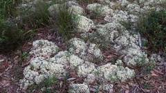 Pulchrocladia ferdinandii