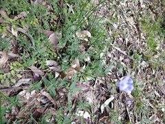 Wahlenbergia ceracea