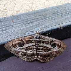 Spirama helicina