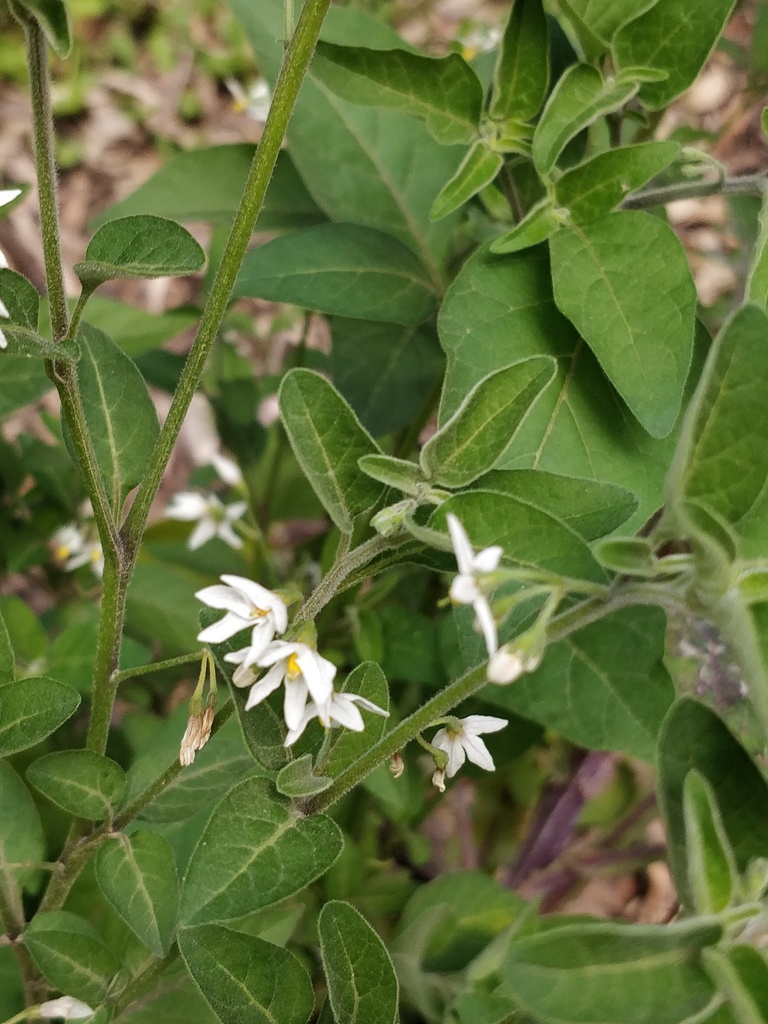 tall nightshade from Lithgow NSW 2790, Australia on September 28, 2020 ...