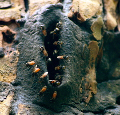 Oxytrigona