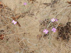 Malcolmia littorea
