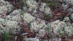 Pulchrocladia ferdinandii