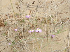 Malcolmia littorea
