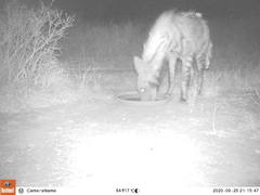 Hyaena hyaena