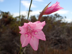 Gladiolus ornatus